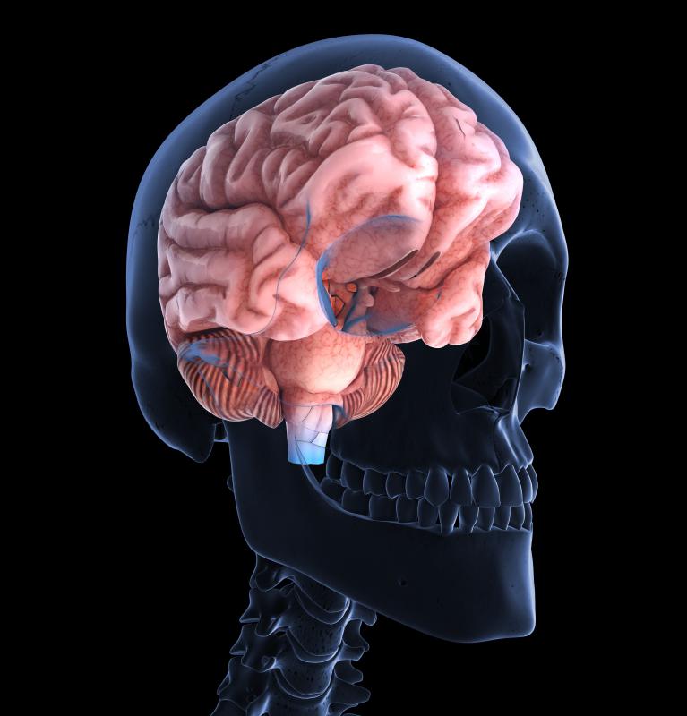 The lobes of the forebrain control vision, memories and judgment, among other functions.