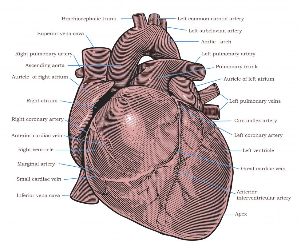 The heart is one of the body's most important vital organs.