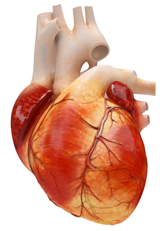 Purkinje fibers refer to specialized muscle fibers in the heart that are located beneath the innermost layer of the heart, known as the endocardium.