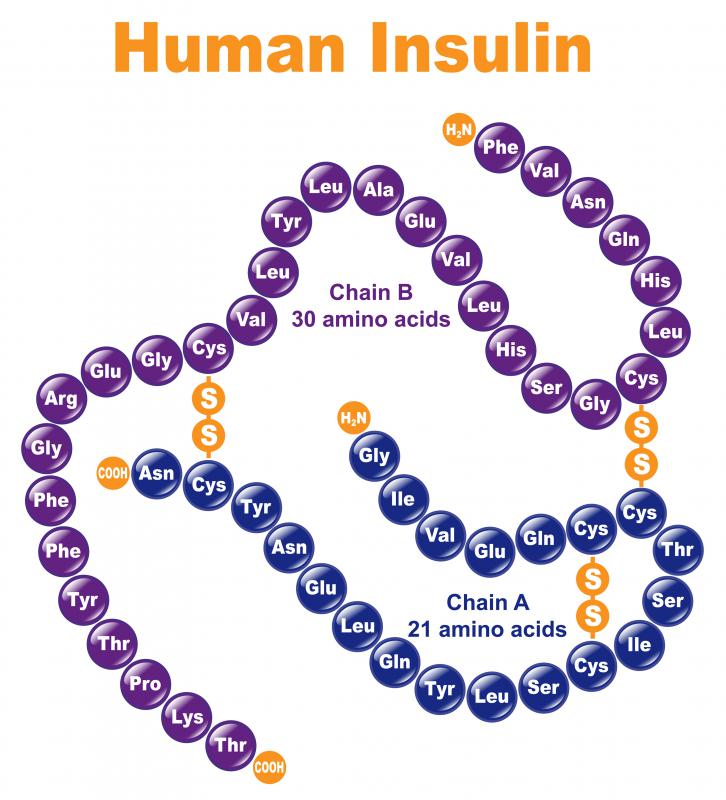 Insulin is responsible for returning blood sugar levels to normal after eating, ensuring the body retains homeostasis.