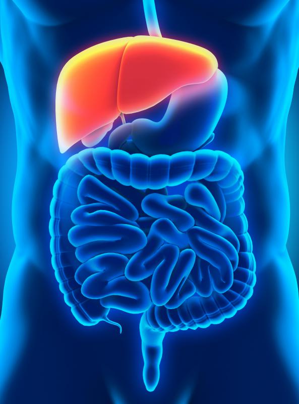 The liver is a vital organ that is an important source of body metabolism.