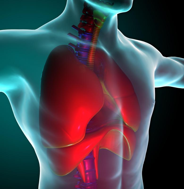 Respiratory movements occur due to size and pressure changes of the lungs thanks to the contraction of the diaphragm.