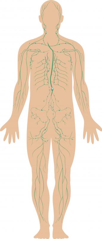 Neuroaatomy involves charting the human nervous system.