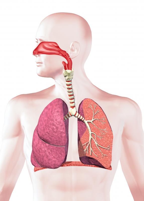 A human respiratory system.