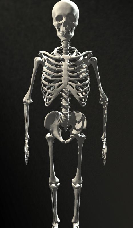The skull, ribs, pelvis, sternum, and scapulae contain red marrow.