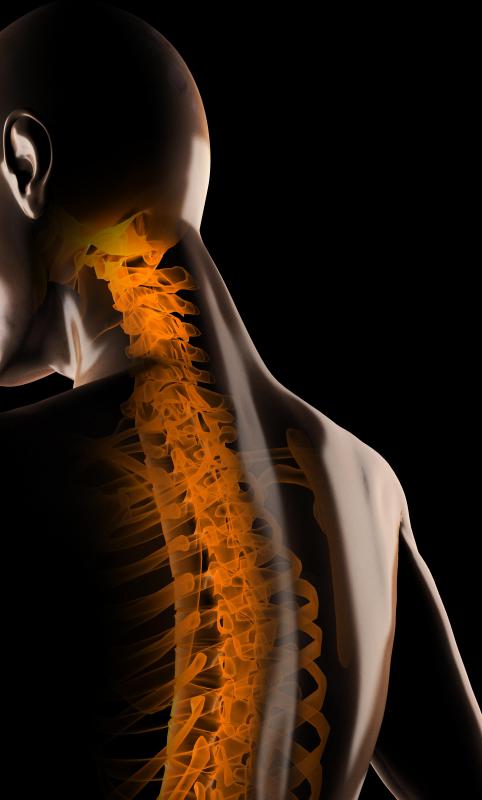 Various muscles and ligaments attach to the spinous process in the human spine.