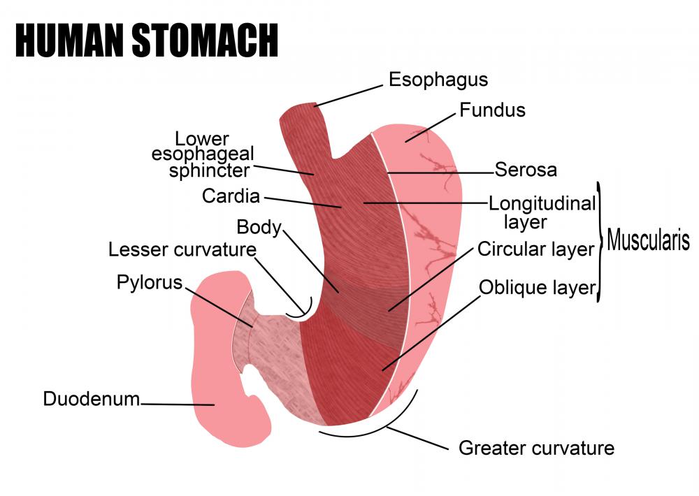 The cardia allows food to pass down into the stomach.