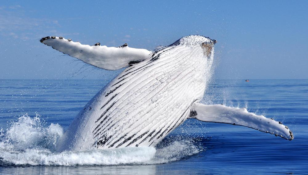 Whales are one type of placental mammal.