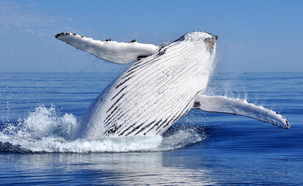 The humpback whale is the state marine mammal of Hawaii.