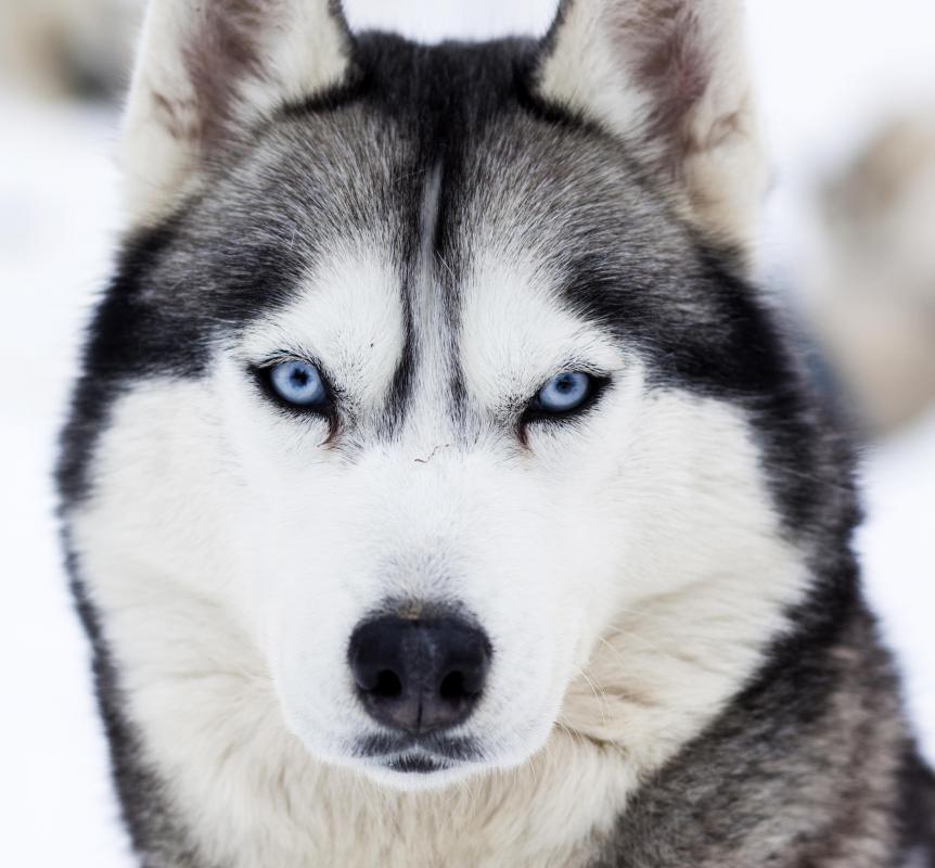 Huskies are popular sled dogs.