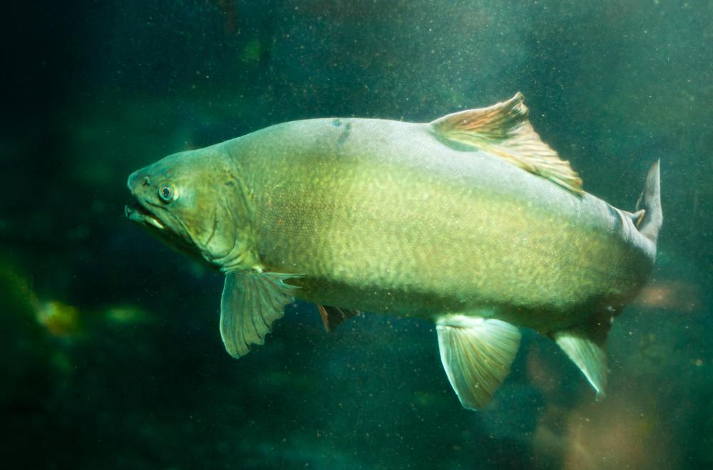 Many hybrid fish species, such as hyrbid trout variants, have been introduced to game fishing reserves because of their hardiness.