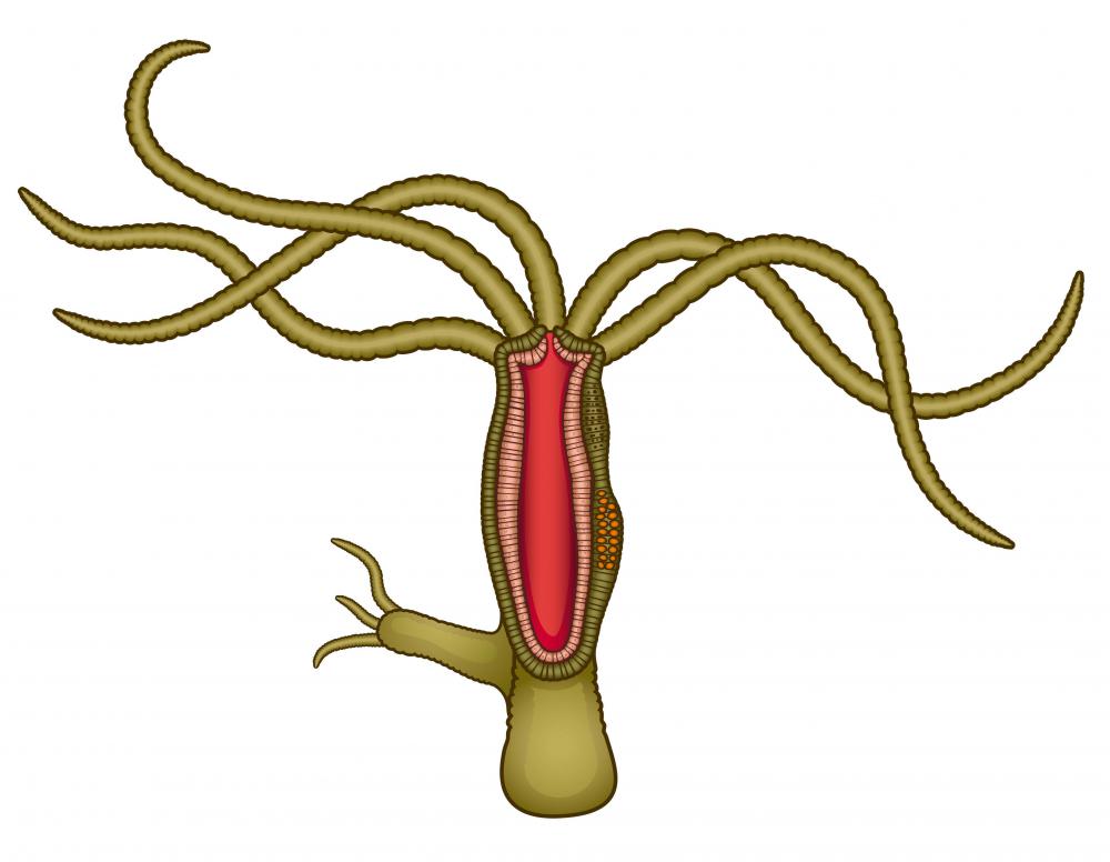 Hydra are a genus of multicellular organisms belonging to the phylum Cnidaria.