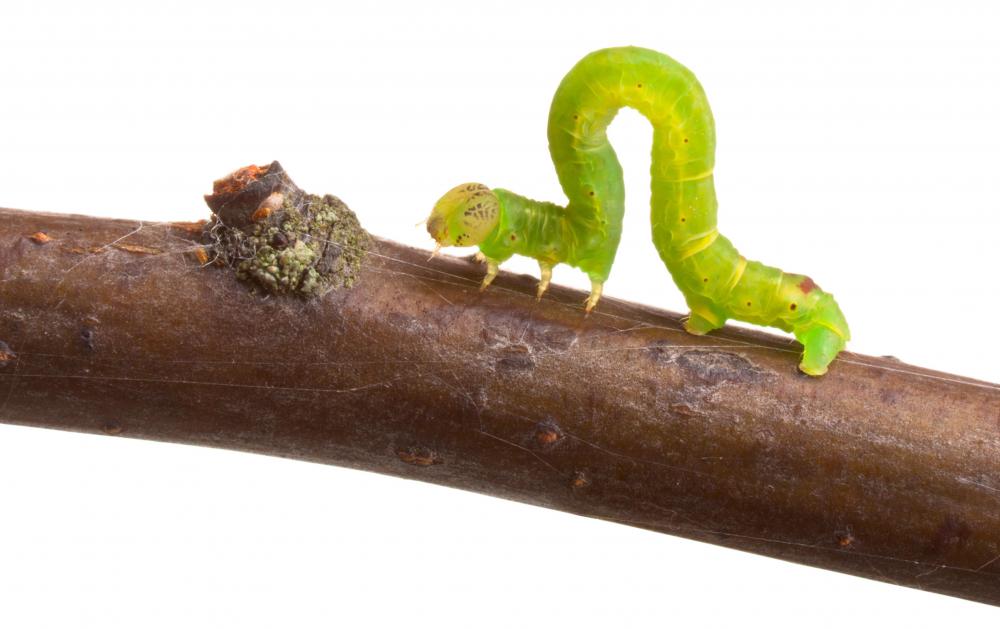 Macrobial insecticides can be used to help control caterpillars that eat crops.