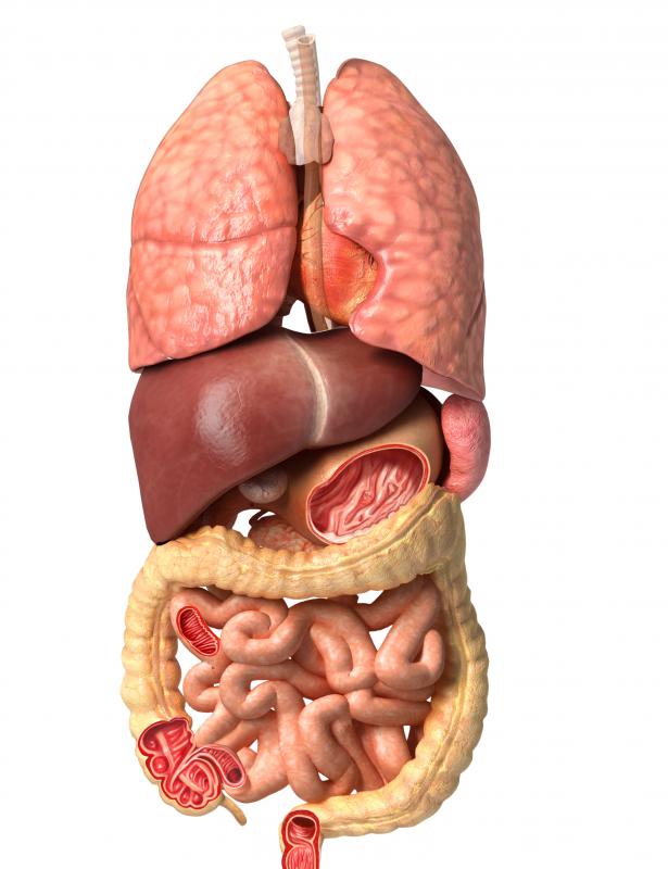 The ligament of treitz includes muscles of the diaphragm and small intestine.