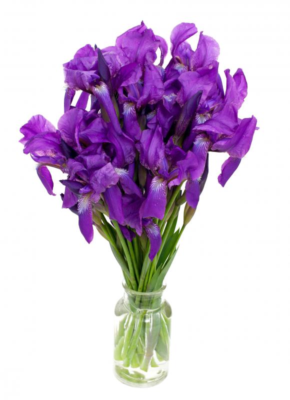 Irises are an example of herbaceous plants.