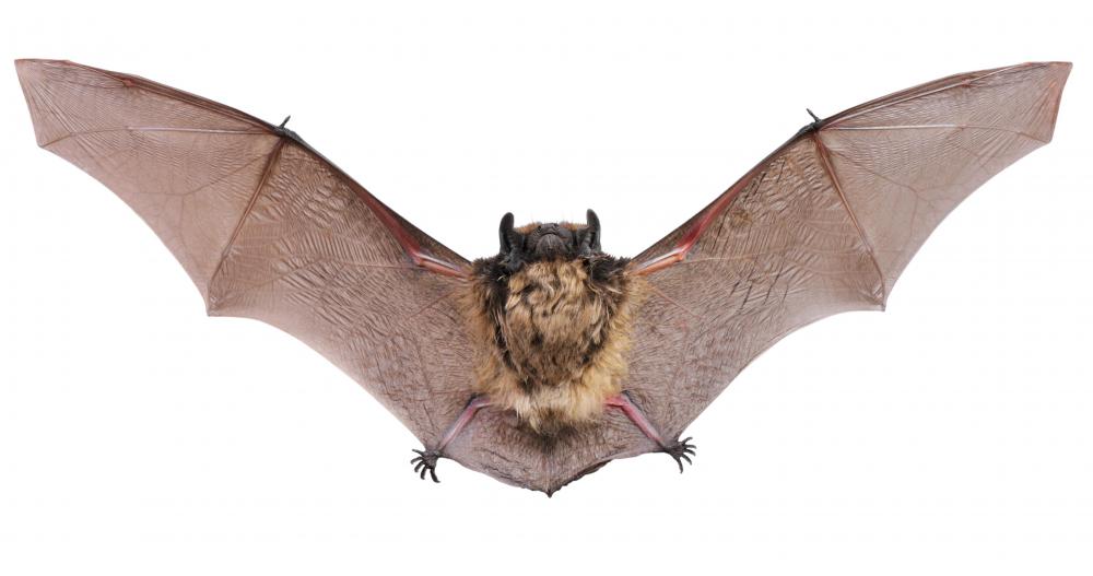 Some believe that vampires can turn into bats.