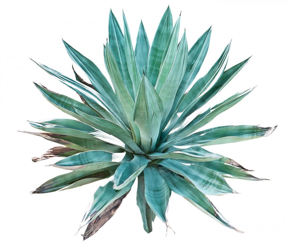 Blue agave is a succulent that has many uses.