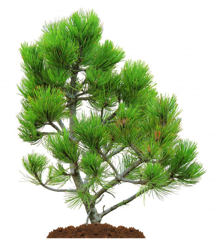 Pine trees are one plant that has developed a defense against parasitic fungi using Mycorrhizal fungi.