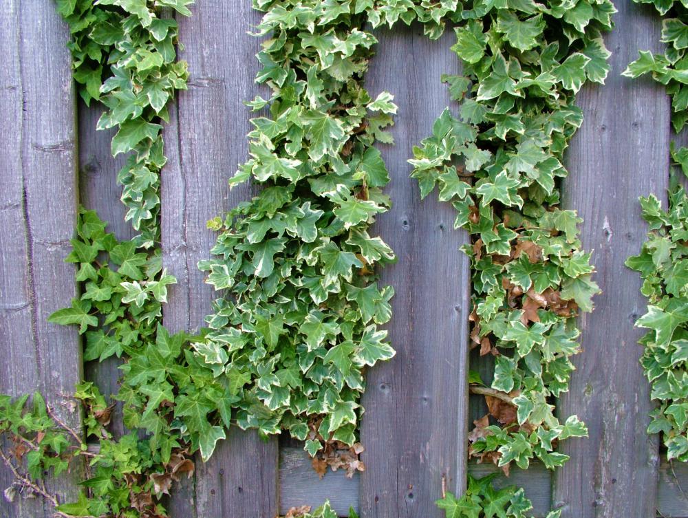 Ivy can often be seen growing up walls, trees and fences.