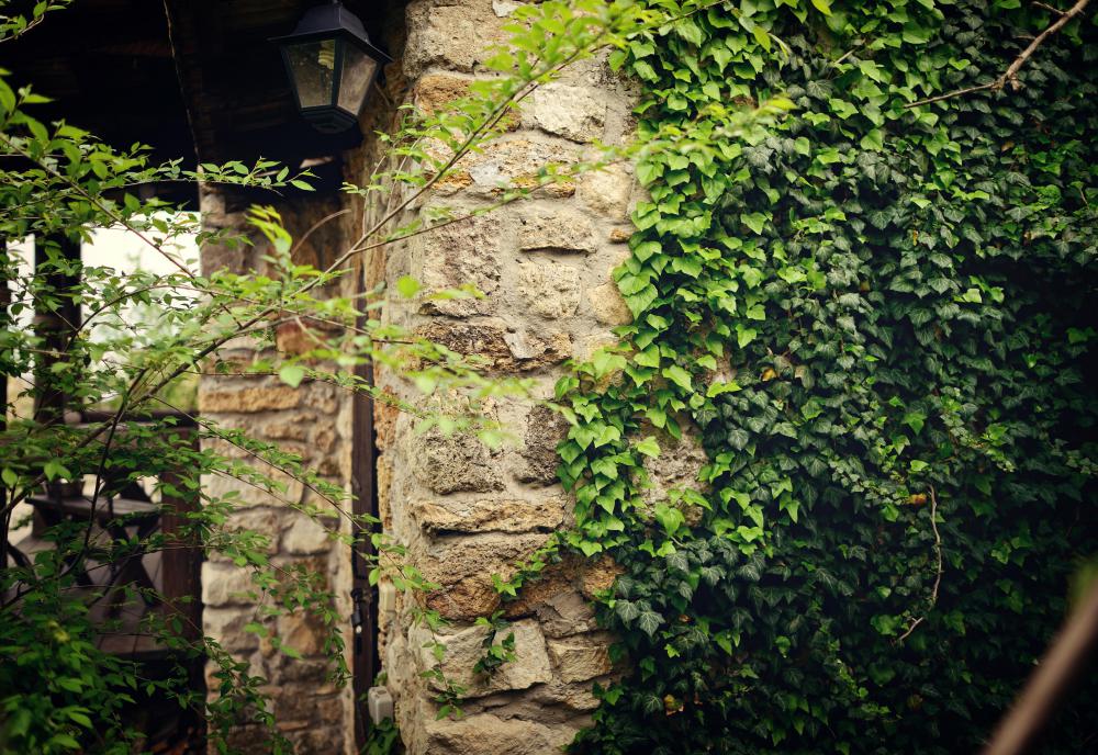 Ivy may be used to conceal ugly walls.
