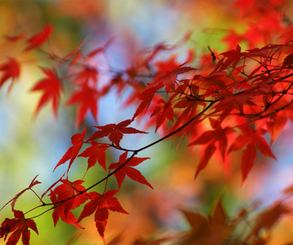 Green Japanese maple leaves turn red and orange in the fall.