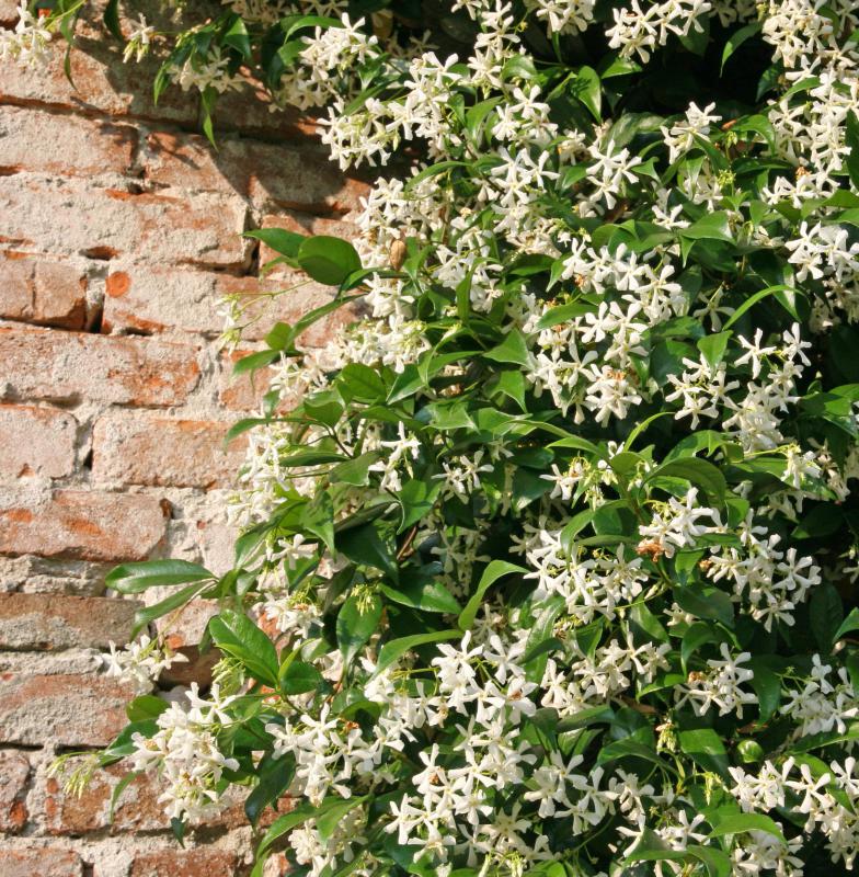 Trailing jasmine may also grow over walls and trellises.