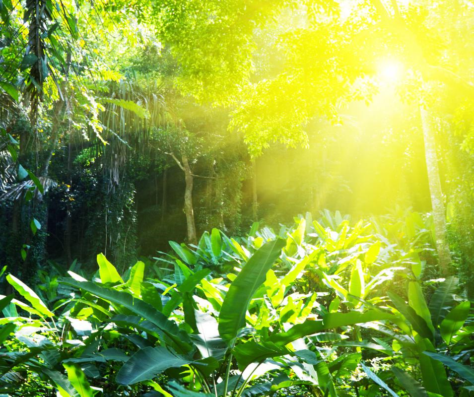 Jungle vegetation is ground-level and dense, so not easy to walk through.