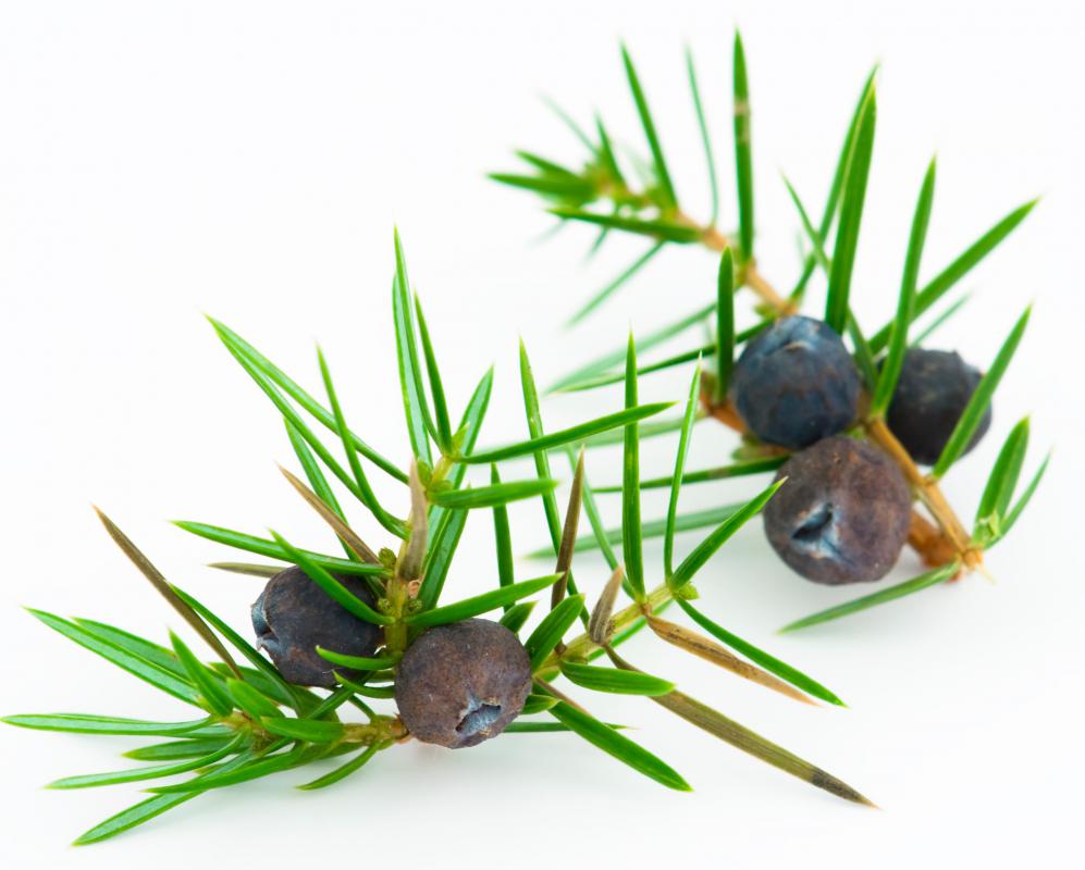 Juniper berries are a natural diuretic.