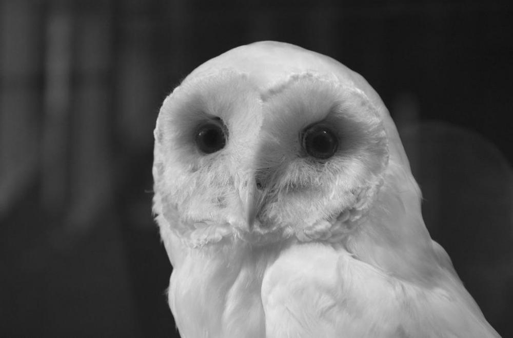 The owl was used as a common hieroglyph symbol.