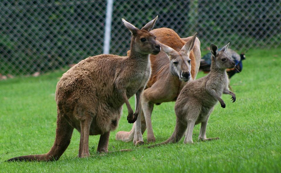 Some cleats are made with exotic leathers, such as those from kangaroo.
