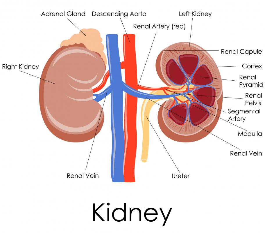 When the kidneys are not functioning properly, CRRT can be used to adjust blood chemistry.