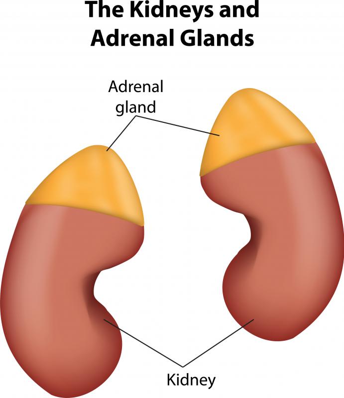 The role of the kidneys, which includes water homeostasis, is complemented by regulation from the adrenal glands.