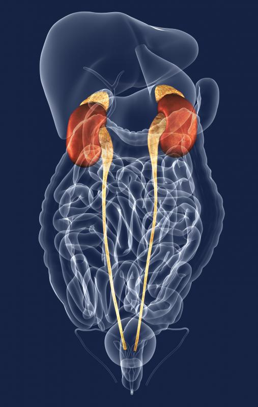The ureter is the tube through which urine moves from the kidney to the bladder.