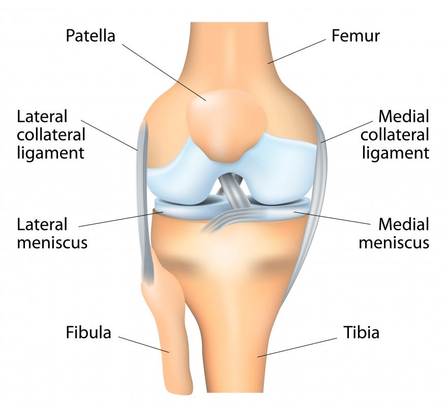 The diaphysis is a section of bone found only in long bones, such as the femur.