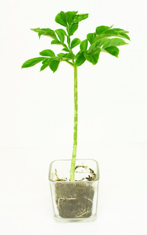 Konjac works as a natural laxative.