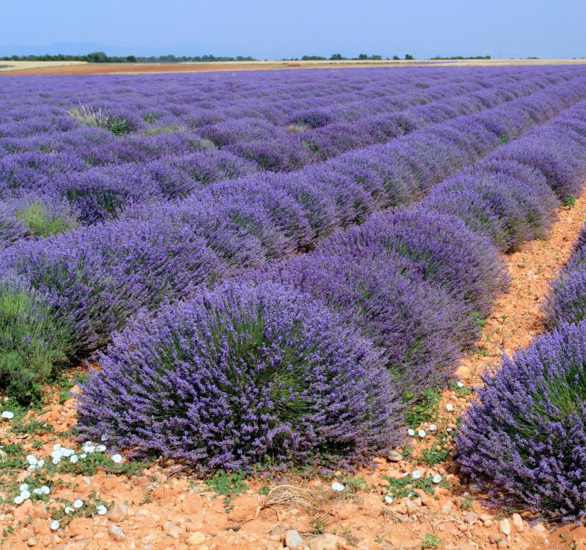 L. latifolia, French lavender.