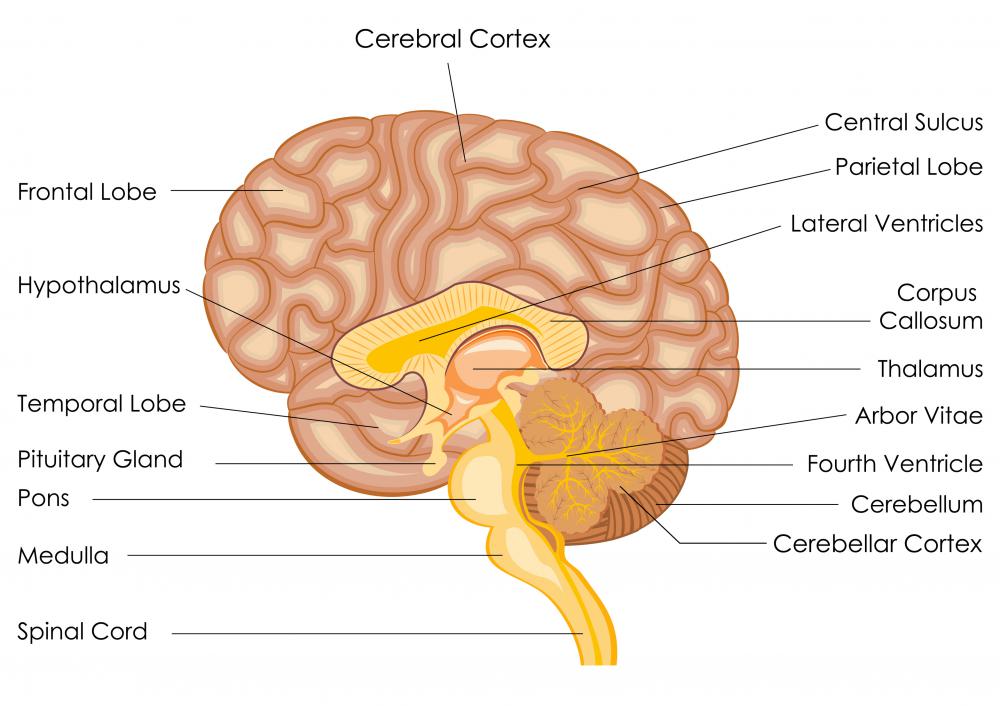 The cerebral cortex of Einstein’s brain was thinner, yet more saturated with neurons, than corresponding areas in the average human.