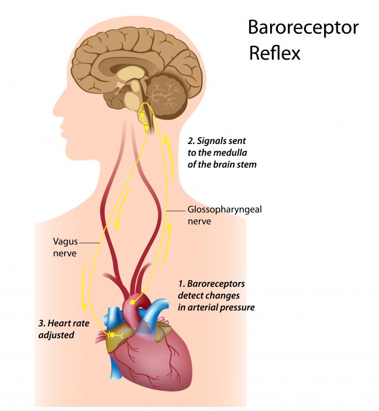 The vagus nerve arises in the brain stem and has branches in the lungs and may affect respiration.