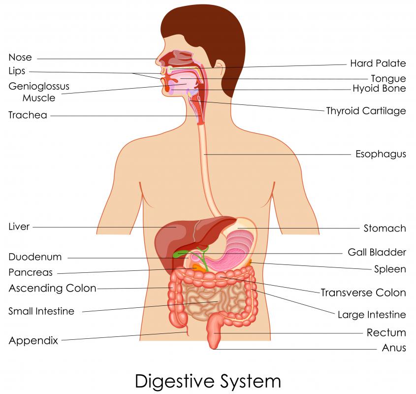 Ancient Greeks and Romans theorized that an excess of black bile, thought to be excreted by the spleen, would make a person melancholic or depressive.