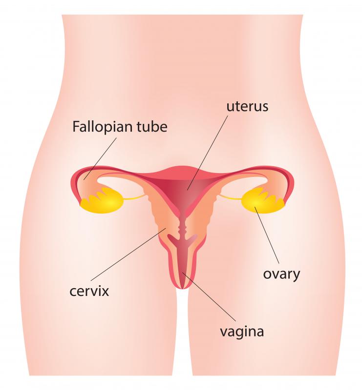 The cervix is located on one end of the uterus, and on the other end, the uterus is connected to the fallopian tubes.