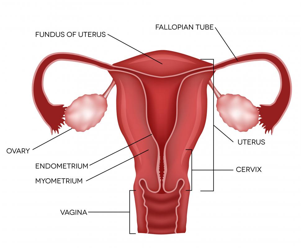Estrogen cream works best when applied inside the vagina.