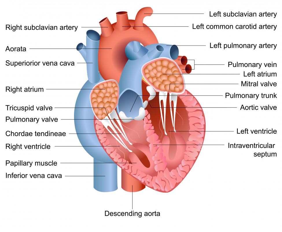 The heart controls its own contractions through electric impulse.