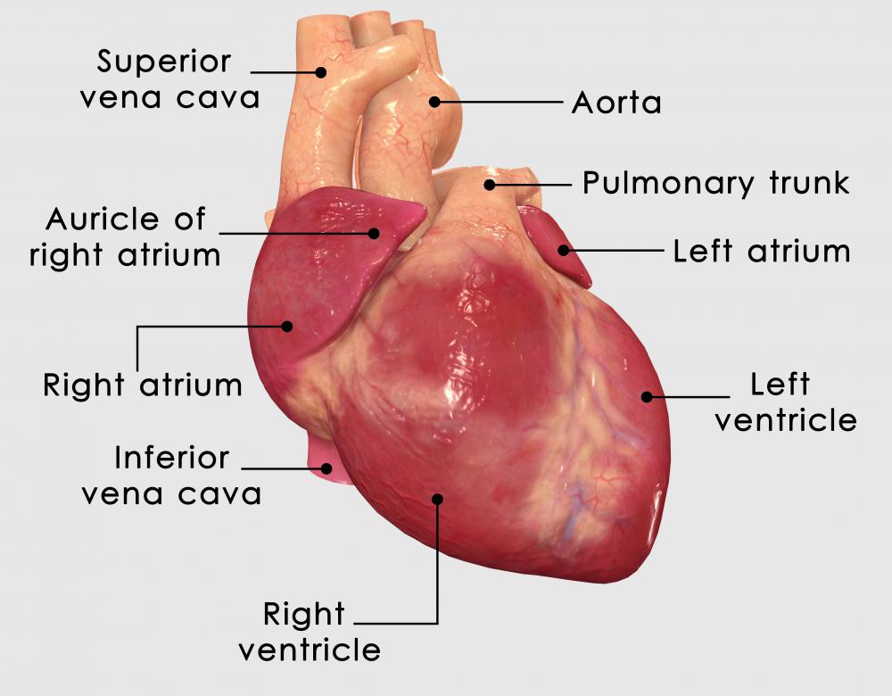 Reversible ischemia often refers to hindered blood flow to the heart muscle.