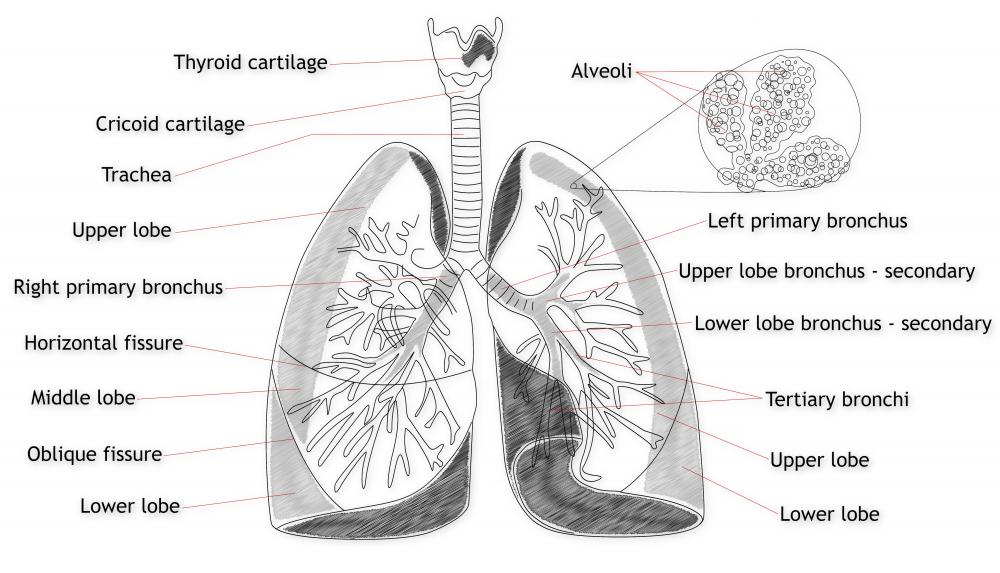 Alveoli are empty sacs that swap waste carbon dioxide from the blood for fresh oxygen from the air.
