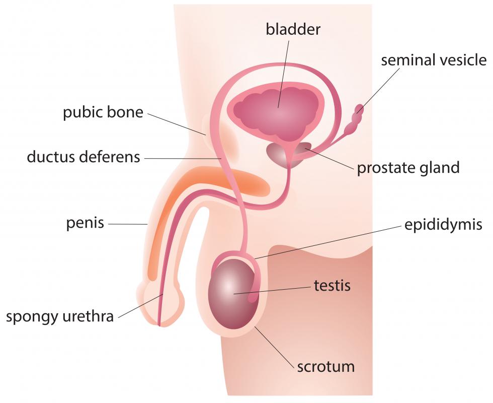 A dorsal slit is a surgical incision made on the foreskin of the penis.