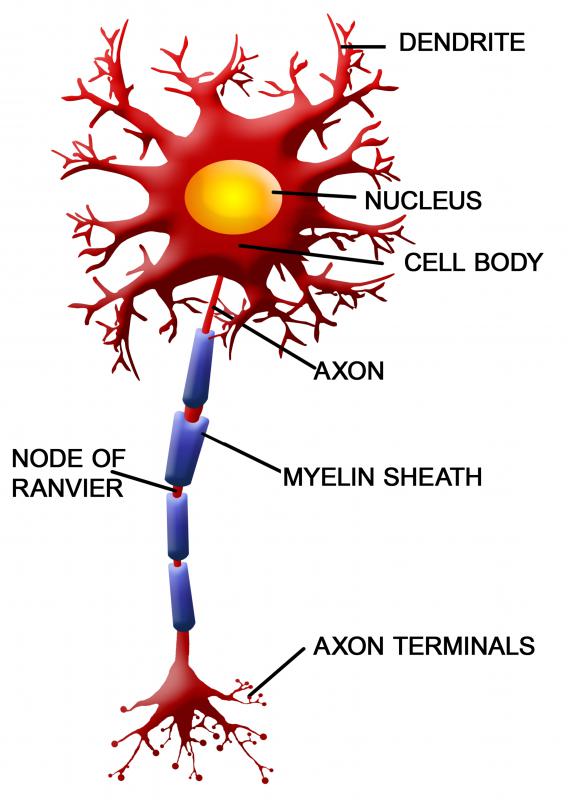 Axons that can send a branch back toward its own cell's soma are referred to as axon collaterals.