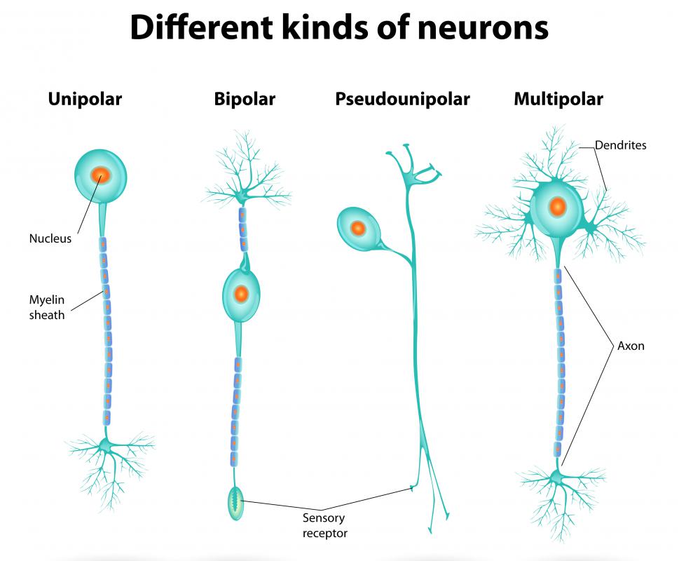 In a spinal reflex, a sensation is relayed to neurons in the spinal cord via a sensory pathway.