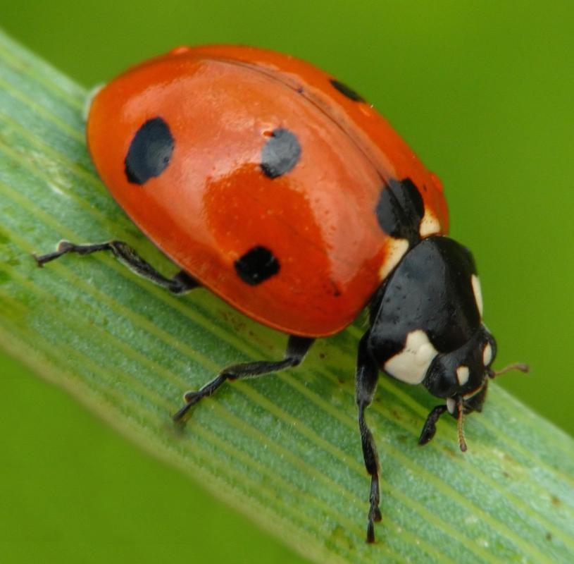 Ladybugs are often used for natural pest control.