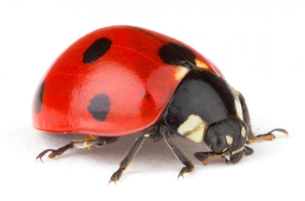 Delaware, Massachussets, Tennessee, Ohio, New Hampshire and Pennsylvania have all adopted the 7-spotted ladybug as their state insect. New York's state insect is the 9-spotted ladybug.