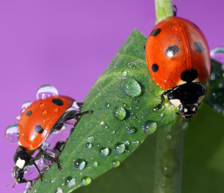 Ladybugs are sometimes used as natural pest control on farms.